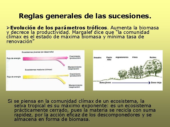 Reglas generales de las sucesiones. ØEvolución de los parámetros tróficos. Aumenta la biomasa y Reglas generales de las sucesiones. ØEvolución de los parámetros tróficos. Aumenta la biomasa y