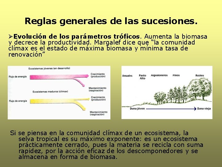 Reglas generales de las sucesiones. ØEvolución de los parámetros tróficos. Aumenta la biomasa y