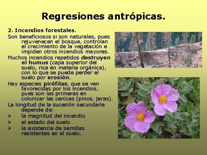 Regresiones antrópicas. 2. Incendios forestales. Son beneficiosos si son naturales, pues rejuvenecen el bosque,