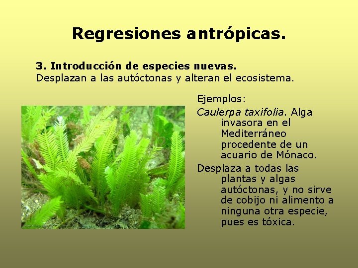 Regresiones antrópicas. 3. Introducción de especies nuevas. Desplazan a las autóctonas y alteran el