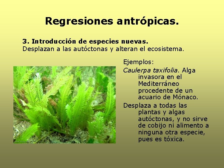 Regresiones antrópicas. 3. Introducción de especies nuevas. Desplazan a las autóctonas y alteran el Regresiones antrópicas. 3. Introducción de especies nuevas. Desplazan a las autóctonas y alteran el