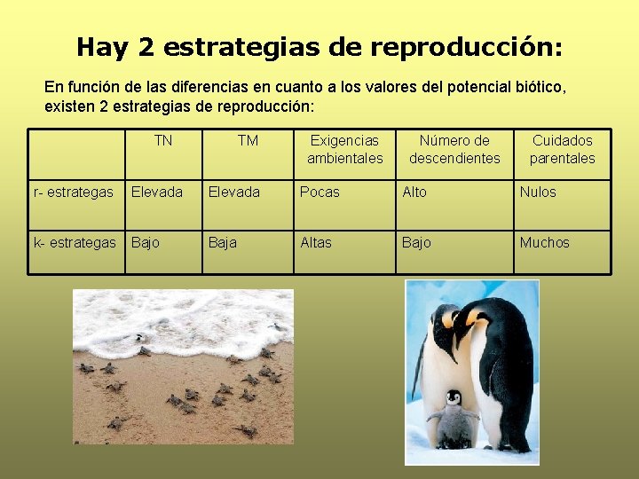 Hay 2 estrategias de reproducción: En función de las diferencias en cuanto a los