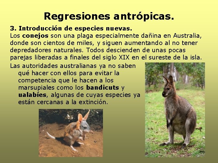 Regresiones antrópicas. 3. Introducción de especies nuevas. Los conejos son una plaga especialmente dañina Regresiones antrópicas. 3. Introducción de especies nuevas. Los conejos son una plaga especialmente dañina