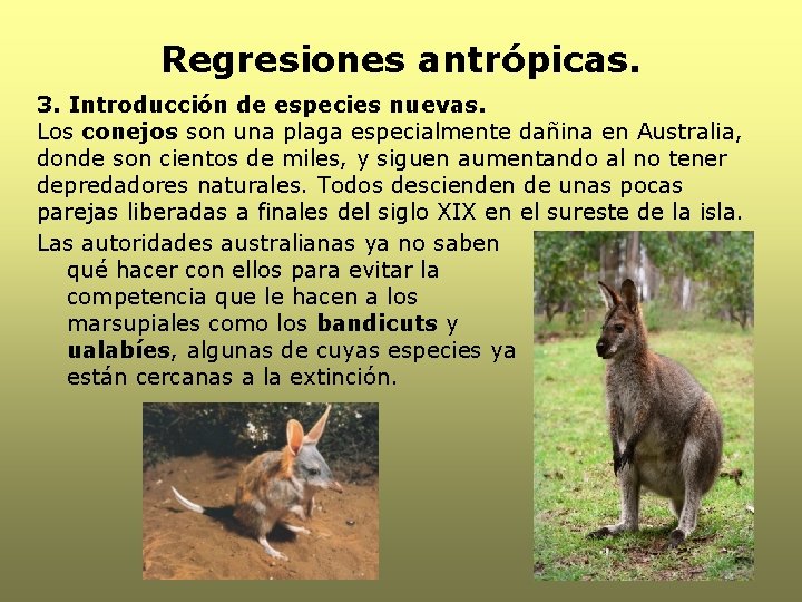 Regresiones antrópicas. 3. Introducción de especies nuevas. Los conejos son una plaga especialmente dañina