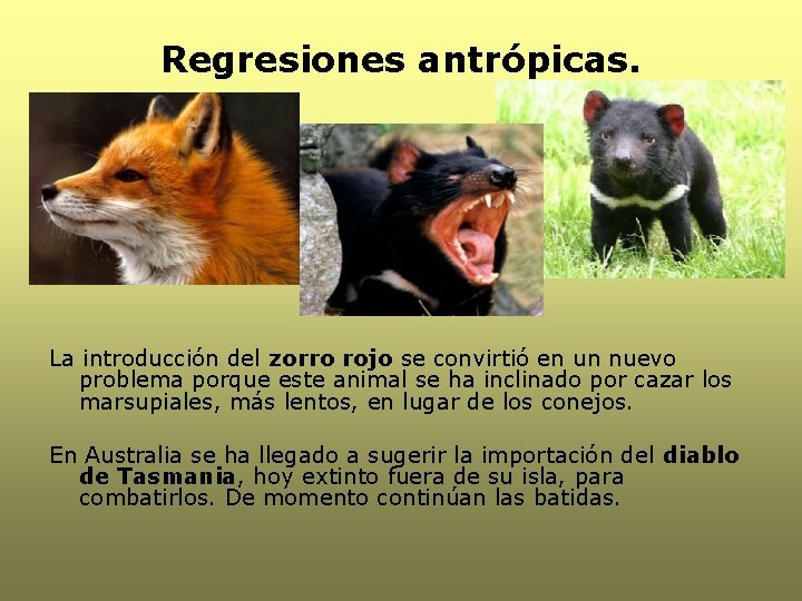 Regresiones antrópicas. La introducción del zorro rojo se convirtió en un nuevo problema porque
