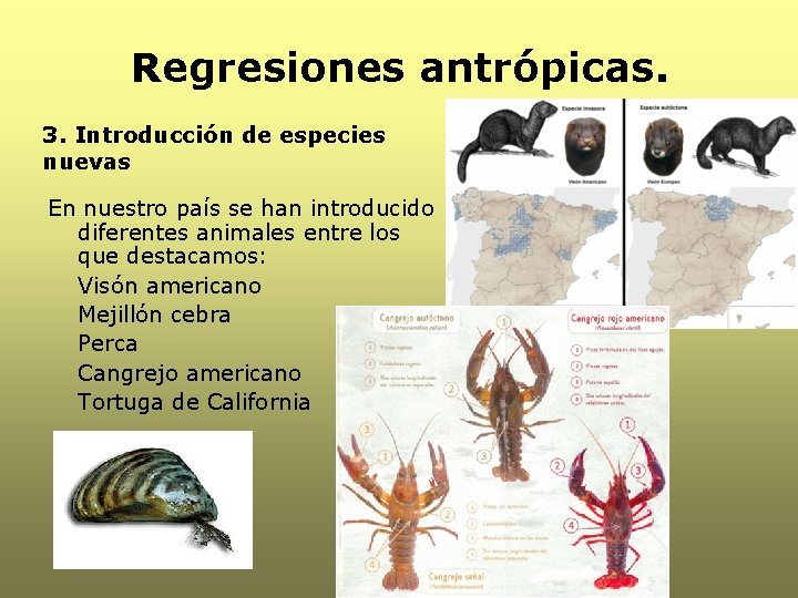 Regresiones antrópicas. 3. Introducción de especies nuevas En nuestro país se han introducido diferentes