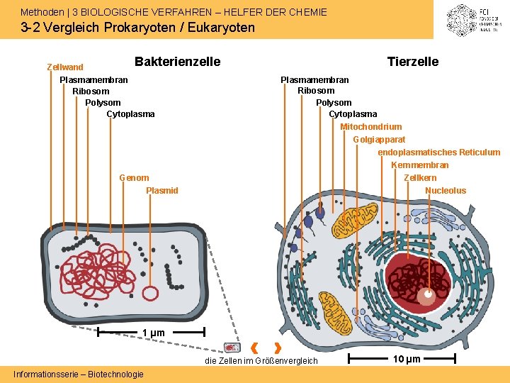 Methoden | 3 BIOLOGISCHE VERFAHREN – HELFER DER CHEMIE 3 -2 Vergleich Prokaryoten /