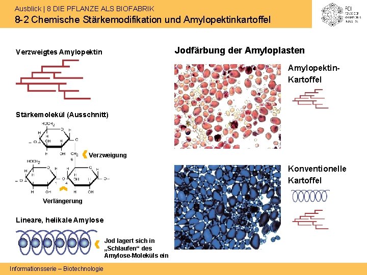 Ausblick | 8 DIE PFLANZE ALS BIOFABRIK 8 -2 Chemische Stärkemodifikation und Amylopektinkartoffel Jodfärbung