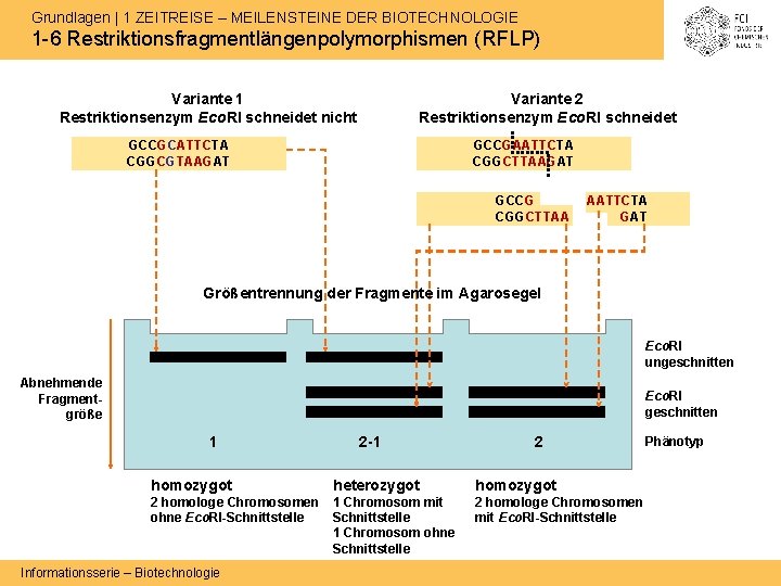 Grundlagen | 1 ZEITREISE – MEILENSTEINE DER BIOTECHNOLOGIE 1 -6 Restriktionsfragmentlängenpolymorphismen (RFLP) Variante 1