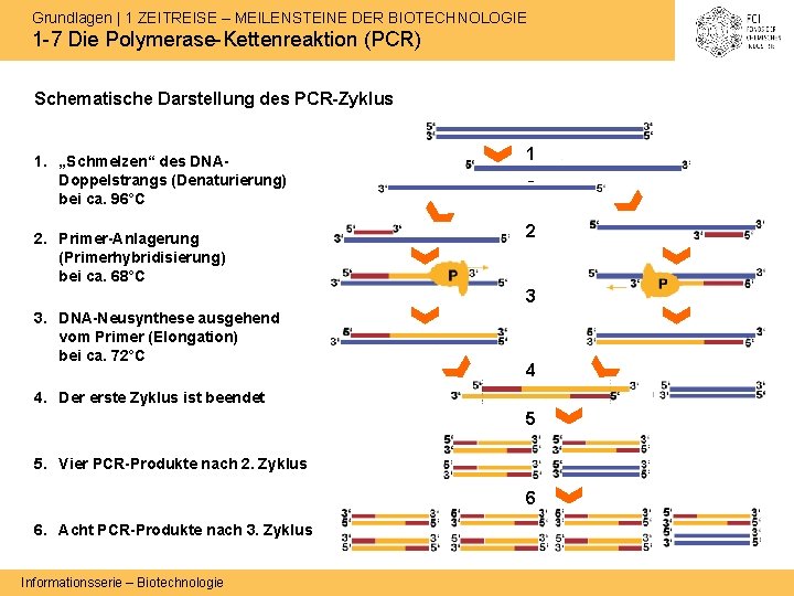 Grundlagen | 1 ZEITREISE – MEILENSTEINE DER BIOTECHNOLOGIE 1 -7 Die Polymerase-Kettenreaktion (PCR) Schematische