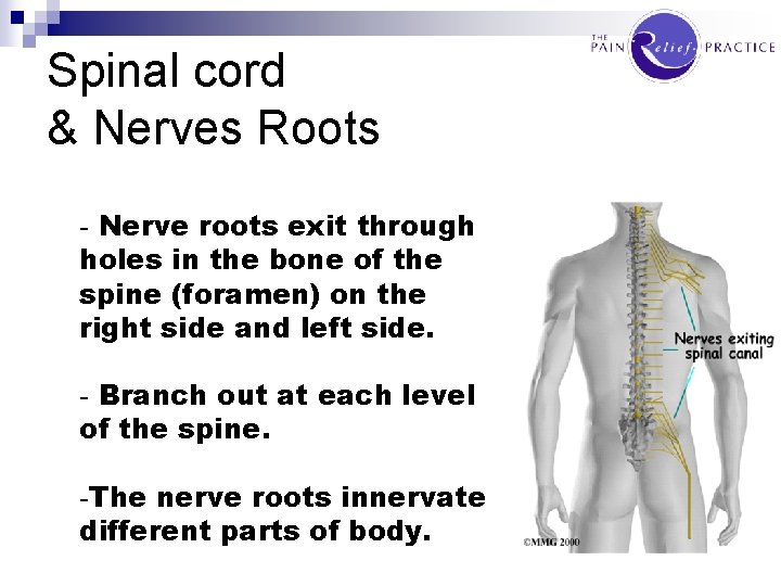 Spinal cord & Nerves Roots - Nerve roots exit through holes in the bone