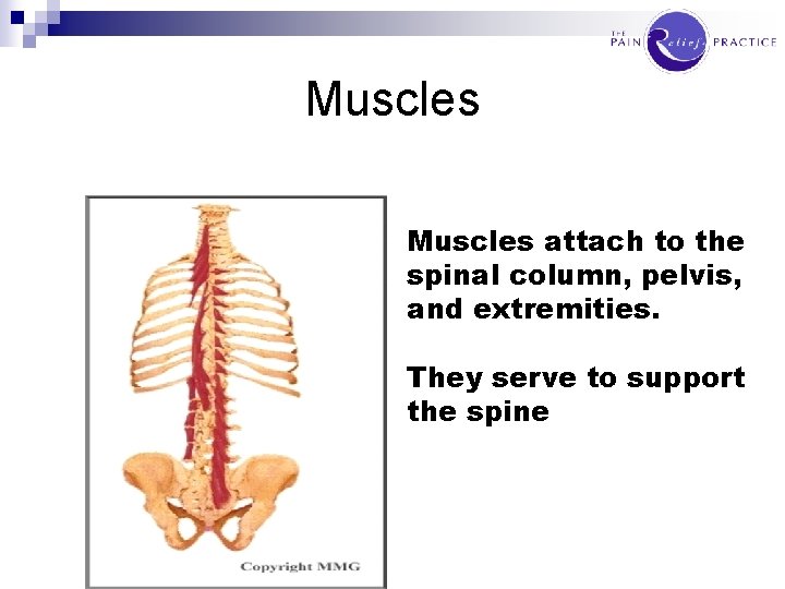 Muscles attach to the spinal column, pelvis, and extremities. They serve to support the