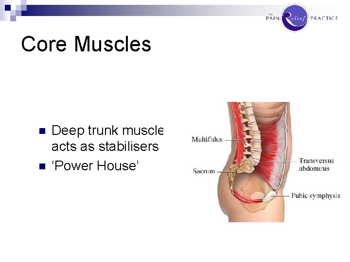 Core Muscles n n Deep trunk musclesacts as stabilisers ‘Power House’ 