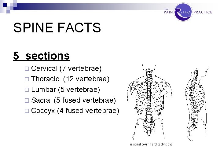 SPINE FACTS 5 sections ¨ Cervical (7 vertebrae) ¨ Thoracic (12 vertebrae) ¨ Lumbar