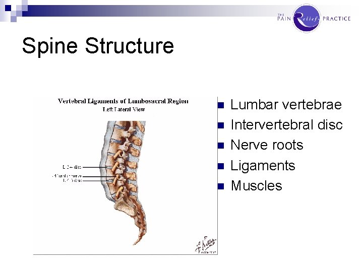 Spine Structure n n n Lumbar vertebrae Intervertebral disc Nerve roots Ligaments Muscles 