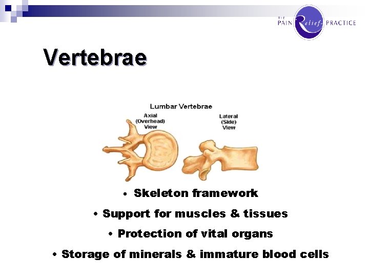 Vertebrae • Skeleton framework • Support for muscles & tissues • Protection of vital