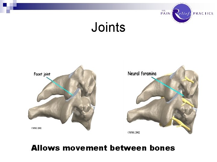 Joints Allows movement between bones 