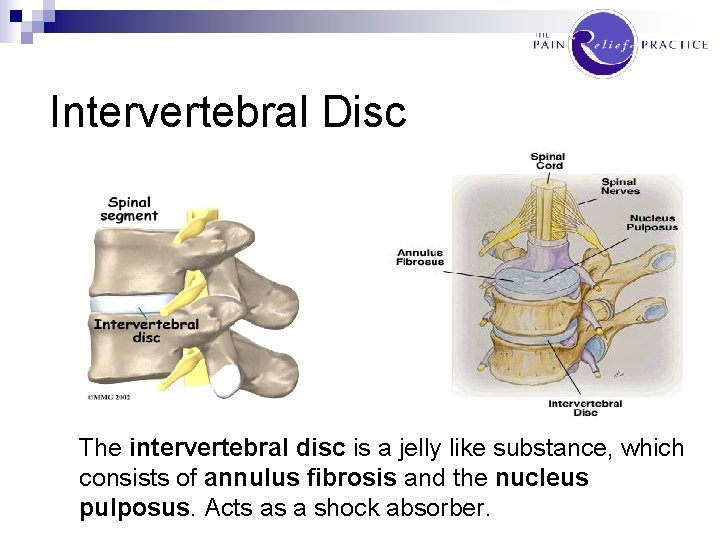 Intervertebral Disc The intervertebral disc is a jelly like substance, which consists of annulus