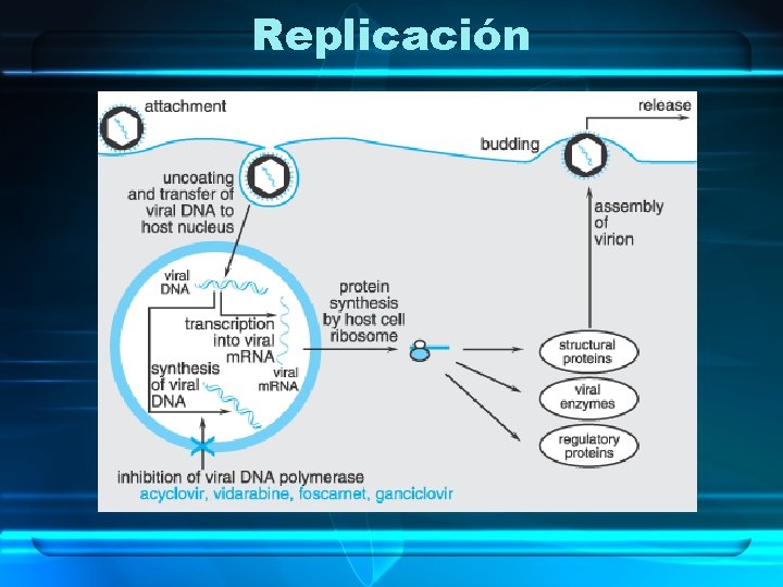 Replicación 