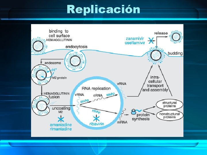 Replicación 