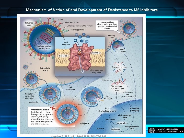 Mechanism of Action of and Development of Resistance to M 2 Inhibitors Hayden F.