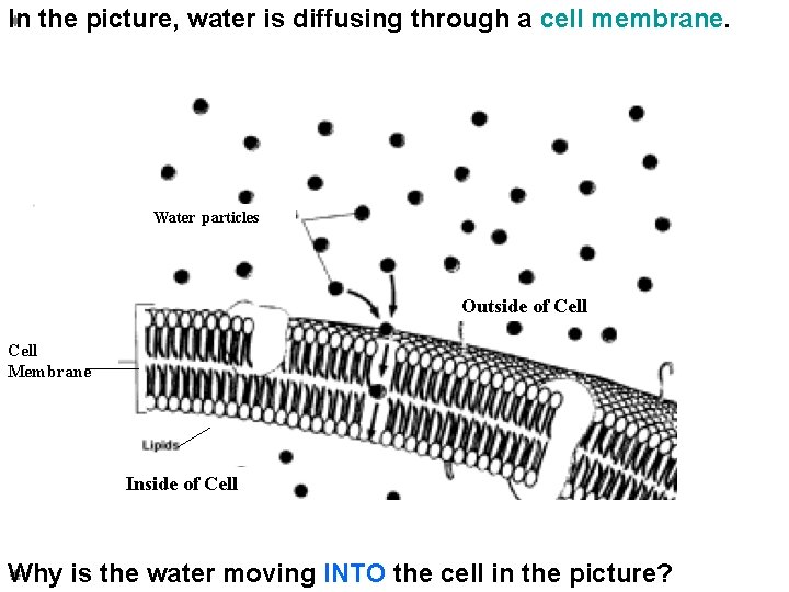 In the picture, water is diffusing through a cell membrane. Water particles Outside of
