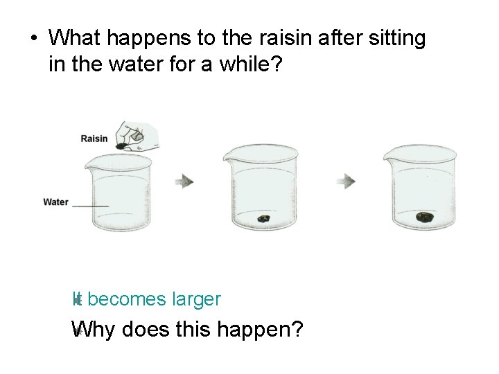  • What happens to the raisin after sitting in the water for a