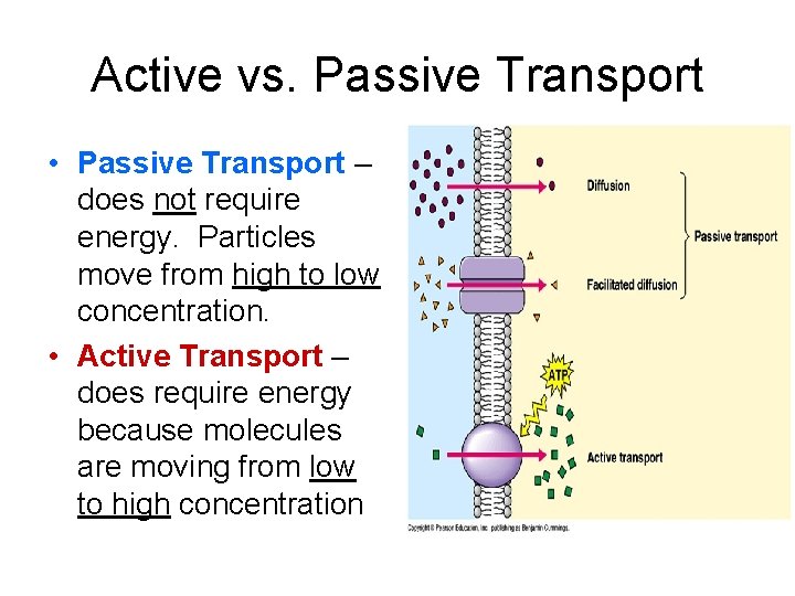 Active vs. Passive Transport • Passive Transport – does not require energy. Particles move