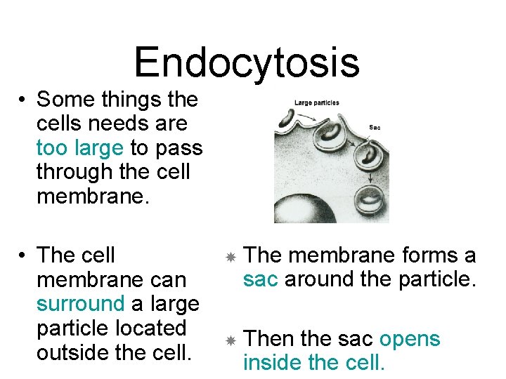 Endocytosis • Some things the cells needs are too large to pass through the