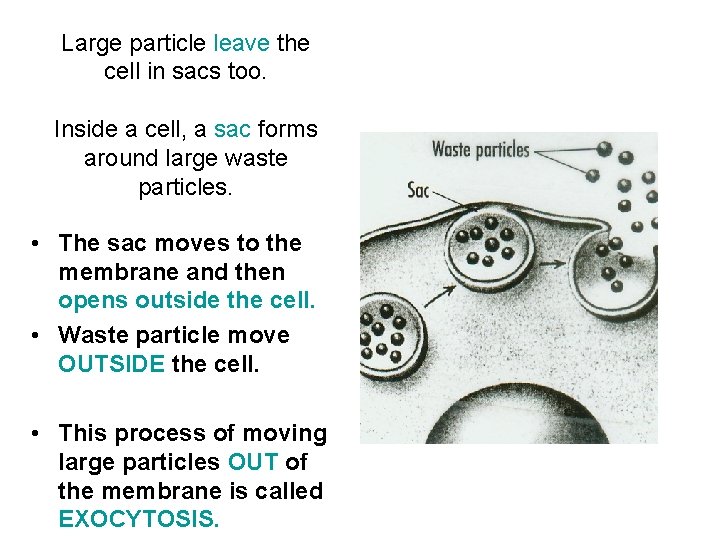 Large particle leave the cell in sacs too. Inside a cell, a sac forms