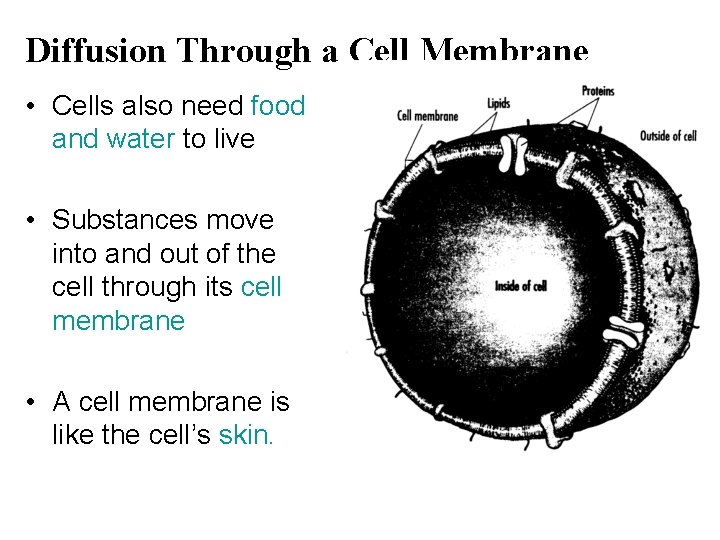 Diffusion Through a Cell Membrane • Cells also need food and water to live