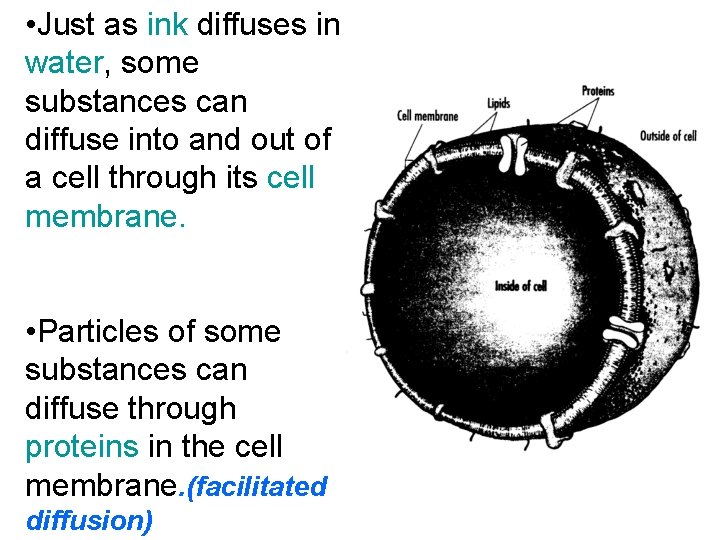 • Just as ink diffuses in water, some substances can diffuse into and