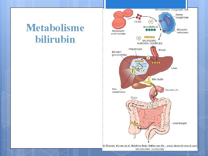 Metabolisme bilirubin 