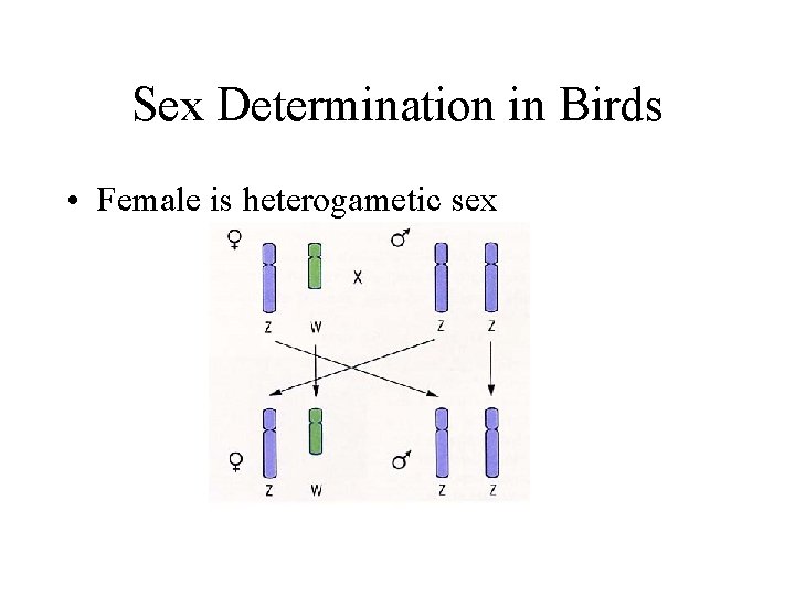 Sex Determination in Birds • Female is heterogametic sex 