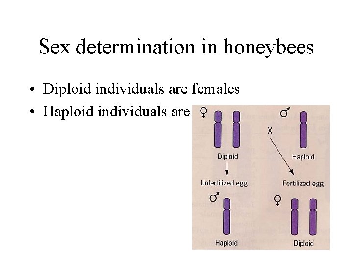 Sex determination in honeybees • Diploid individuals are females • Haploid individuals are males