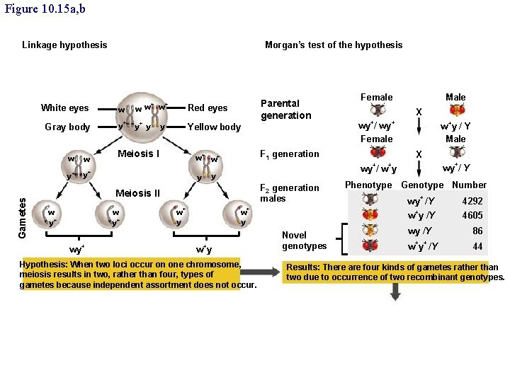 Figure 10. 15 a, b Linkage hypothesis White eyes Gray body w w +