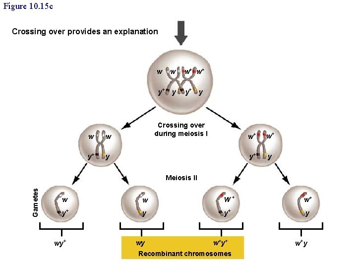 Figure 10. 15 c Crossing over provides an explanation w y+ w w y+