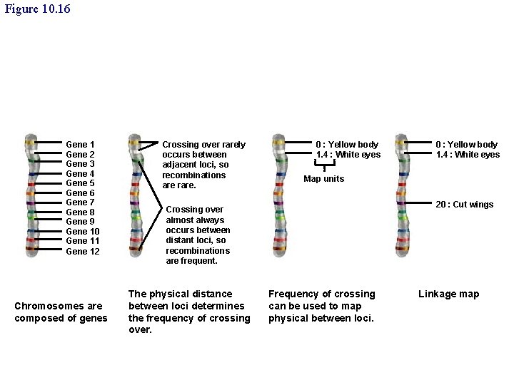 Figure 10. 16 Gene 1 Gene 2 Gene 3 Gene 4 Gene 5 Gene