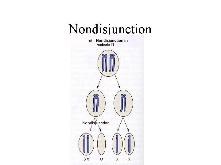 Nondisjunction 