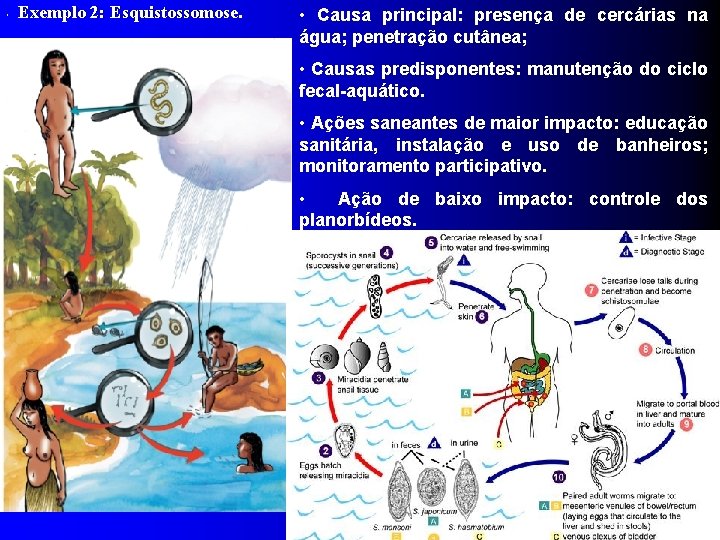  Exemplo 2: Esquistossomose. • • Causa principal: presença de cercárias na água; penetração