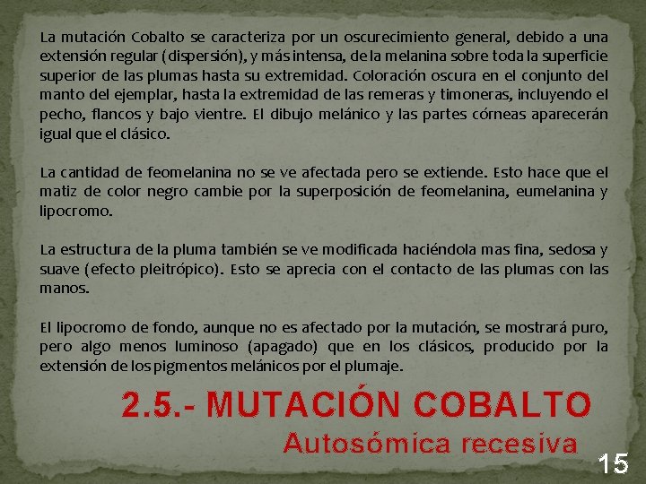 La mutación Cobalto se caracteriza por un oscurecimiento general, debido a una extensión regular