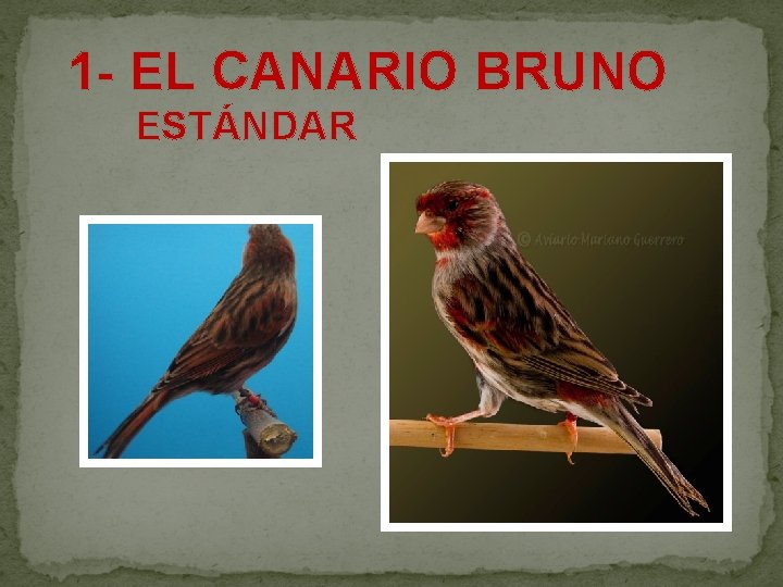  1 - EL CANARIO BRUNO ESTÁNDAR 