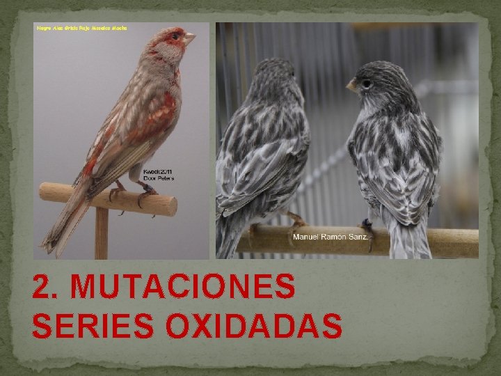  2. MUTACIONES SERIES OXIDADAS 