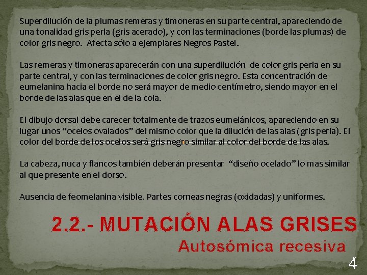 Superdilución de la plumas remeras y timoneras en su parte central, apareciendo de una