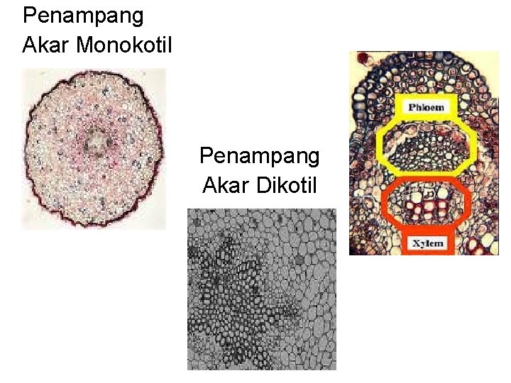 Penampang Akar Monokotil Penampang Akar Dikotil 