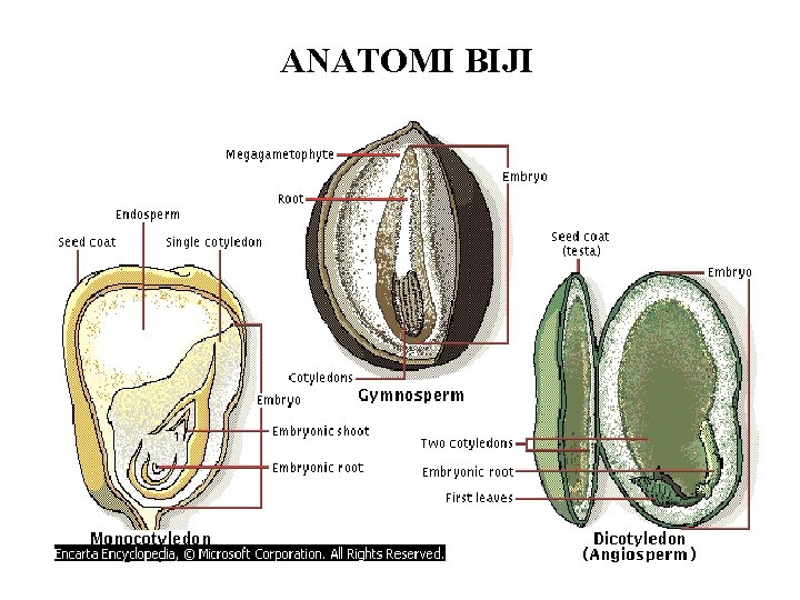 ANATOMI BIJI 