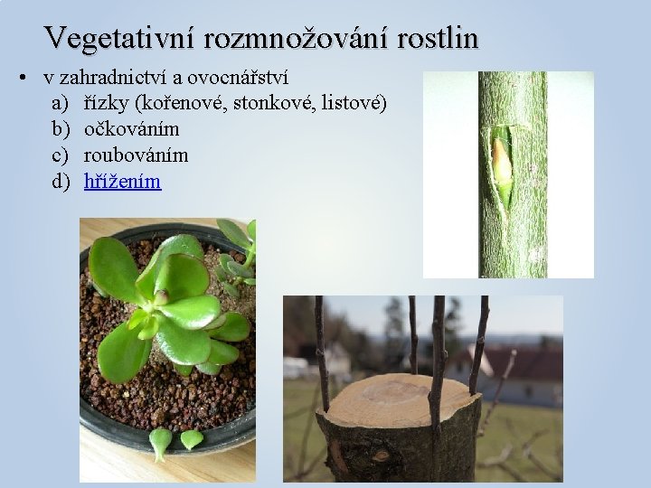Vegetativní rozmnožování rostlin • v zahradnictví a ovocnářství a) řízky (kořenové, stonkové, listové) b)
