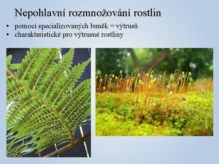 Nepohlavní rozmnožování rostlin • pomocí specializovaných buněk = výtrusů • charakteristické pro výtrusné rostliny