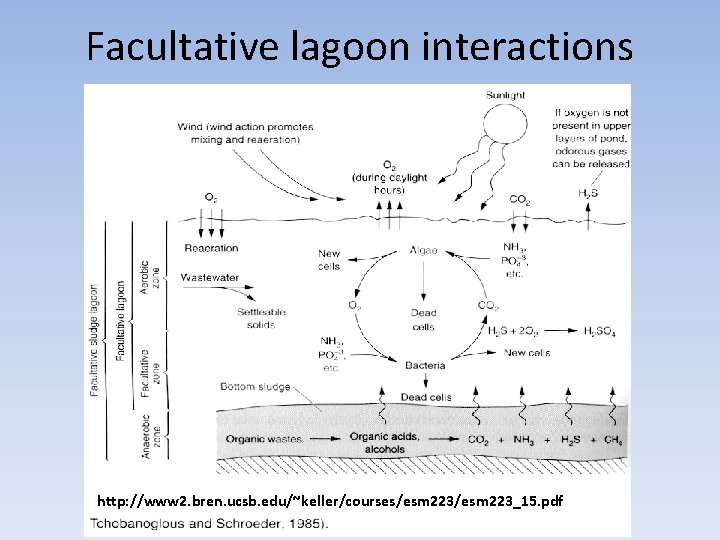 Facultative lagoon interactions http: //www 2. bren. ucsb. edu/~keller/courses/esm 223_15. pdf 