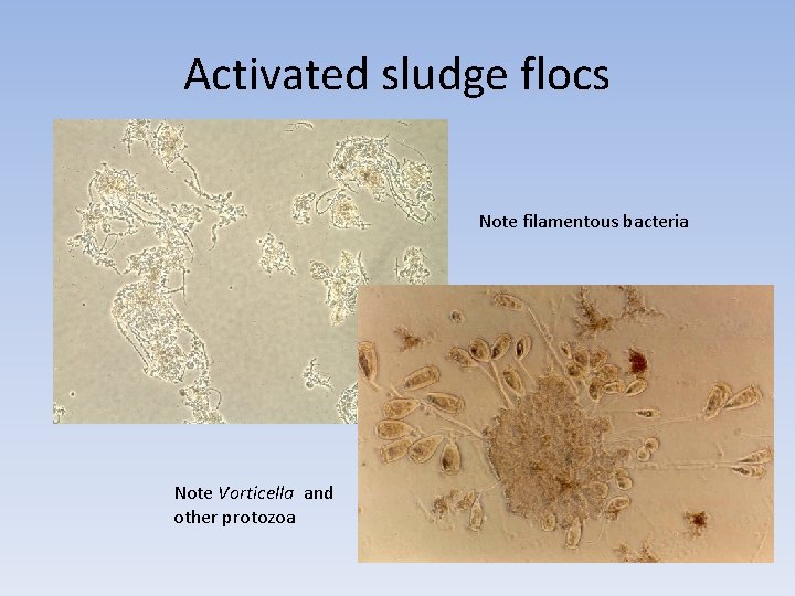 Activated sludge flocs Note filamentous bacteria Note Vorticella and other protozoa 